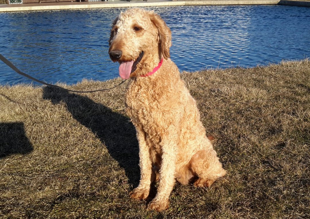 Dolly, our Goldendoodle female, very sociable and is a great mother