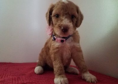 Dina, 5 weeks old, F1B labradoodle female puppy, 1 year health guarantee and will be vet checked and healthy, utd on deworming and vaccinations, $ 900