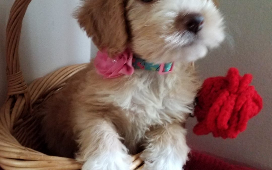 Makenzie, 8 weeks old, F1B labradoodle female puppy, dewormed,vaccinated, microchipped, vet checked, 1 year health guarantee, $ 800