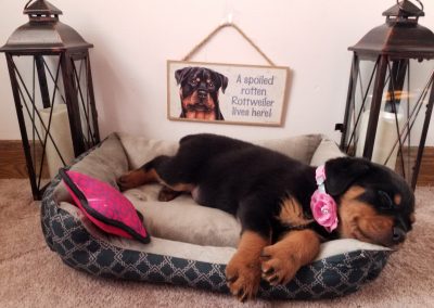 Angel, AKC registered German rottweiler female puppy, dewormed,vaccinated, microchipped, vet checked and healthy, 1 year health guarantee, $ SOLD