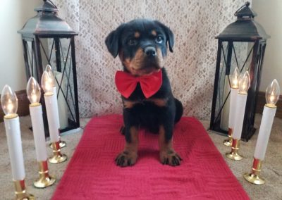 Velvet, AKC registered German rottweiler female puppy, dewormed and vaccinated, microchipped, vet checked and is healthy! $ SOLD