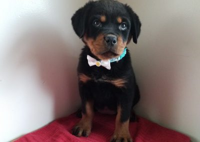 Emy, AKC registered German rottweiler female puppy, dewormed,vaccinated, microchipped, 1 year health guarantee, vet checked and healthy and is used to interacting with children and other pets, $ SOLD