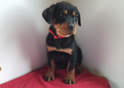 Olivia, AKC registered German rottweiler female puppy, dewormed, vaccinated, microchipped, vet checked and healthy, 1 year health guarantee, $ 900