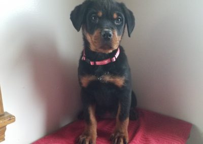 Eva, AKC registered German rottweiler female puppy, dewormed, vaccinated, microchipped, vet checked and healthy, 1 year health guarantee, $SOLD