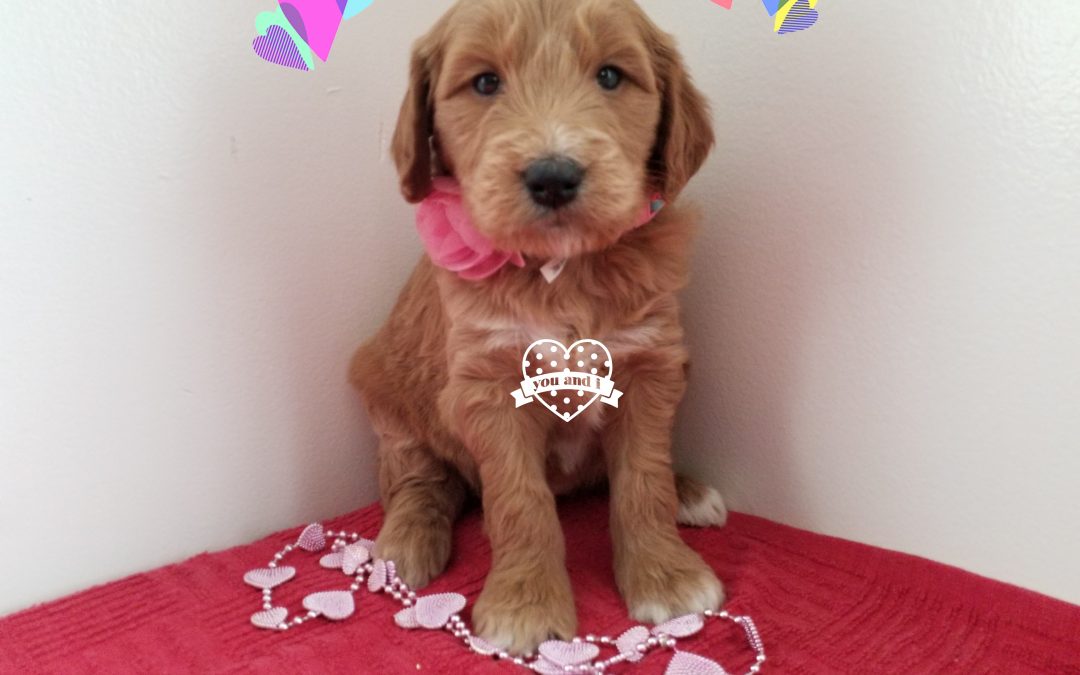 Angelica, F1 goldendoodle female puppy, dewormed, vaccinated, microchipped, vet checked, 1 year health guarantee, hypoallergenic, non shedding, $ SOLD