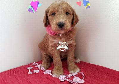 Angelica, F1 goldendoodle female puppy, dewormed, vaccinated, microchipped, vet checked, 1 year health guarantee, hypoallergenic, non shedding, $ SOLD