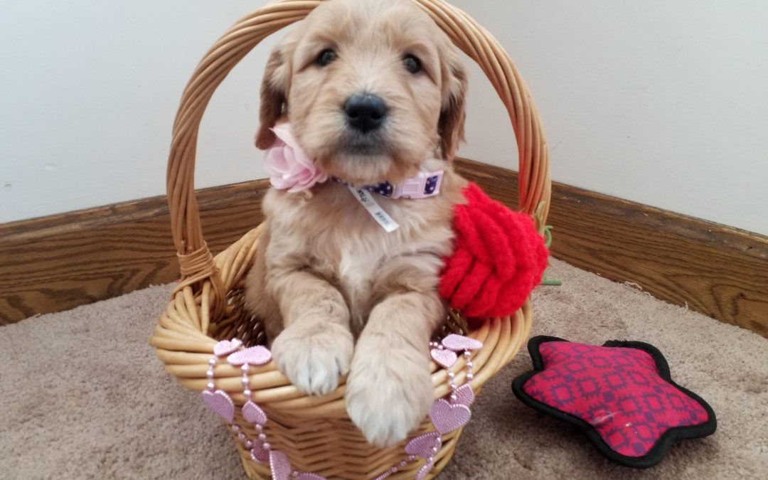 Honey, F1 goldendoodle female puppy, dewormed, vaccinated, microchipped, vet checked and 1 year health guarantee, $ SOLD