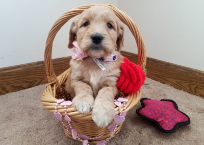 Honey, F1 goldendoodle female puppy, dewormed, vaccinated, microchipped, vet checked and 1 year health guarantee, $ SOLD