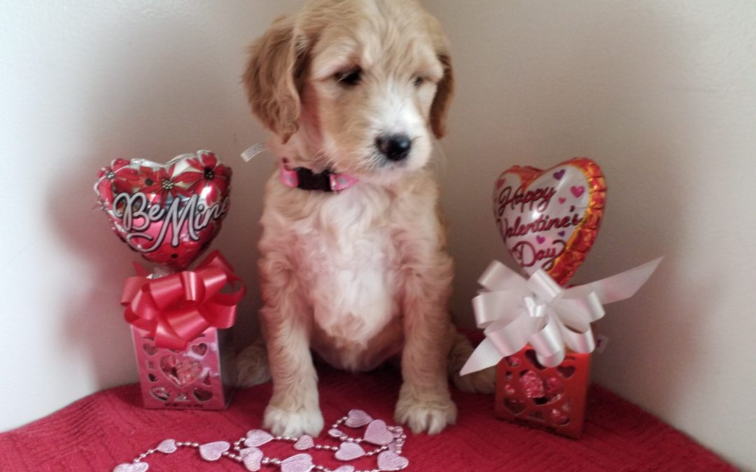 Velvet ,F1 goldendoodle female, vet checked, hypoallergenic, non shedding, 1 year health guarantee, utd on deworming and vaccinations… $ SOLD