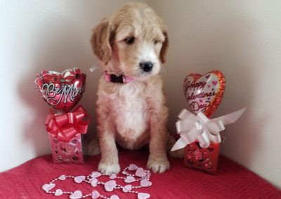 Velvet ,F1 goldendoodle female, vet checked, hypoallergenic, non shedding, 1 year health guarantee, utd on deworming and vaccinations… $ SOLD