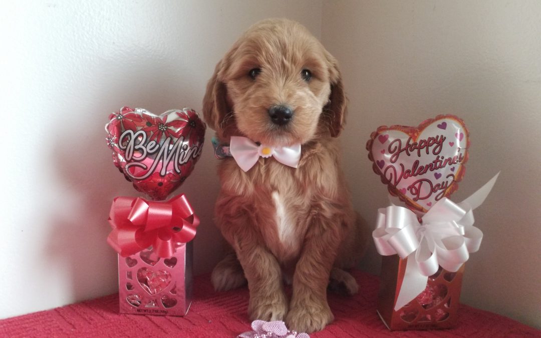 Princess, F1 goldendoodle female puppy, dewormed, vaccinated, microchipped, vet checked, hypoallergenic, non shedding, 1 year health guarantee…..$ 750