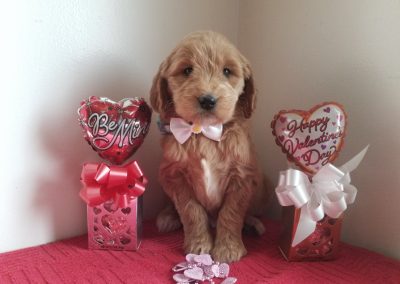 Princess, F1 goldendoodle female puppy, dewormed, vaccinated, microchipped, vet checked, hypoallergenic, non shedding, 1 year health guarantee…..$ 750