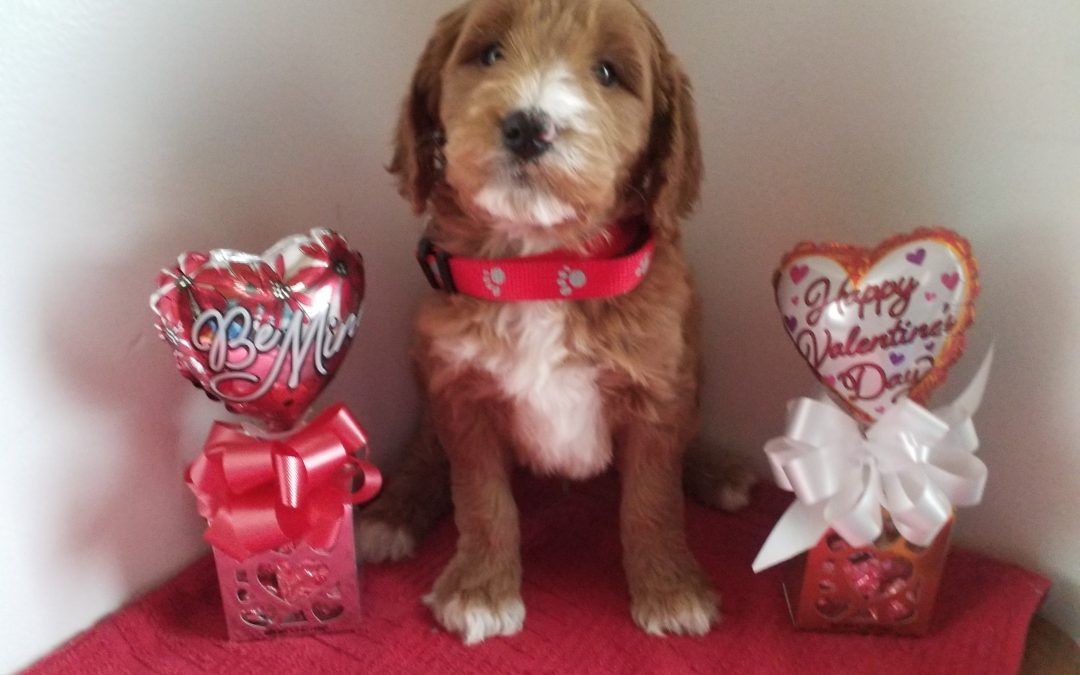 Ace, F1 goldendoodle male puppy, dewormed, vaccinated,microchipped, vet checked, hypoallergenic, non shedding, $ 650
