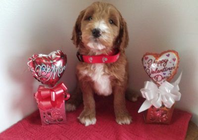 Ace, F1 goldendoodle male puppy, dewormed, vaccinated,microchipped, vet checked, hypoallergenic, non shedding, $ 650