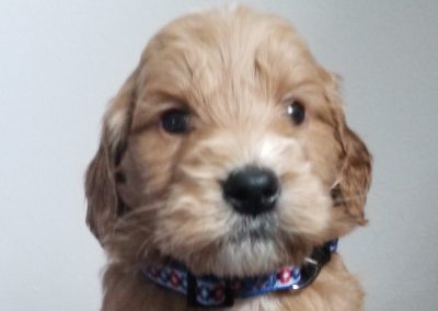 Ace, miniature, F1 male goldendoodle puppy, dewormed, vaccinated, microchipped, vet checked, 1 year health guarantee, hypoallergenic, non shedding, $ SOLD