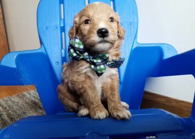 Scout, miniature, F1 goldendoodle male puppy, dewormed, vaccinated, microchipped, vet checked, hypoallergenic, non shedding, $ SOLD