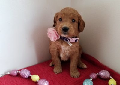 Mia, miniature, F1 goldendoodle female puppy, dewormed, vaccinated, microchipped, vet checked, hypoallergenic, non shedding, 1 year health guarantee, $ SOLD