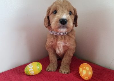 Leo, miniature F1 goldendoodle female puppy, dewormed, vaccinated, microchipped, vet checked ,hypoallergenic ,non shedding, 1 year health guarantee, $ SOLD