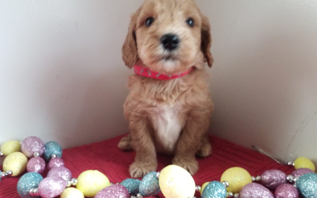 Liam, miniature F1 goldendoodle male puppy, dewormed, vaccinated, microchipped, vet checked, hypoallergenic, non shedding, 1 year health guarantee, $ SOLD