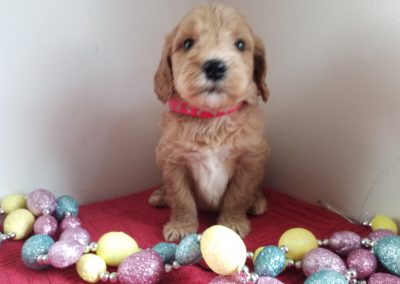 Liam, miniature F1 goldendoodle male puppy, dewormed, vaccinated, microchipped, vet checked, hypoallergenic, non shedding, 1 year health guarantee, $ SOLD