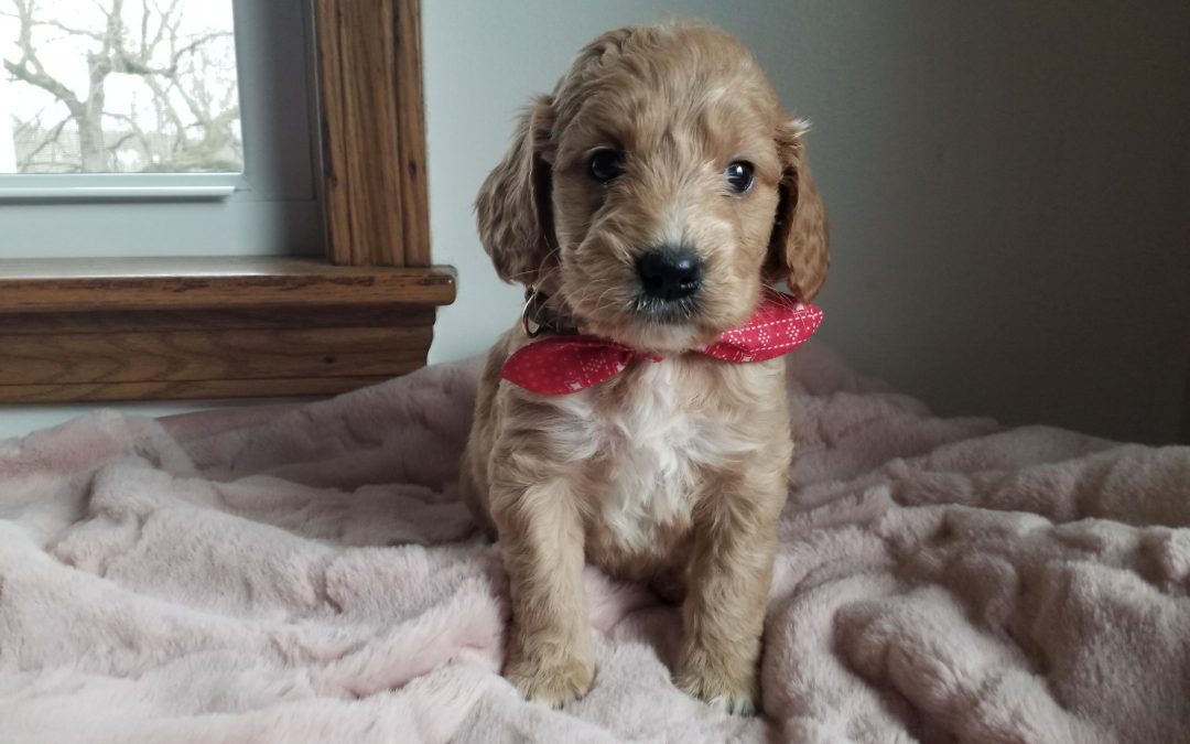 Faith, miniature F1 goldendoodle female puppy, dewormed,vaccinated, microchipped, vet checked, hypoallergenic, non shedding, and will be vet checked, 1 year health guarantee, $ SOLD