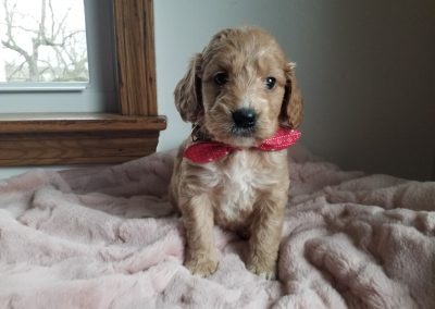 Faith, miniature F1 goldendoodle female puppy, dewormed,vaccinated, microchipped, vet checked, hypoallergenic, non shedding, and will be vet checked, 1 year health guarantee, $ SOLD