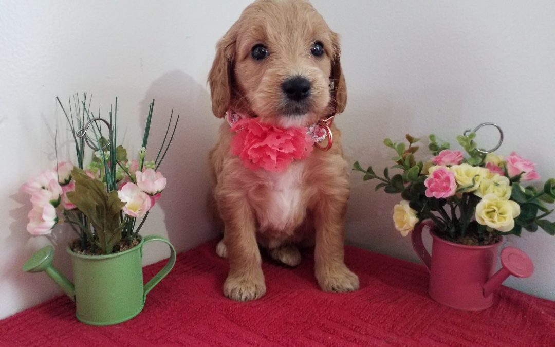 Rose, miniature, F1 goldendoodle female puppy, dewormed, vaccinated, microchipped, vet checked, hypoallergenic, non shedding, 1 year health guarantee, $ 1300
