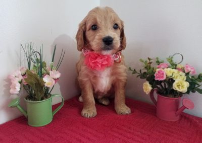 Rose, miniature, F1 goldendoodle female puppy, dewormed, vaccinated, microchipped, vet checked, hypoallergenic, non shedding, 1 year health guarantee, $ 1300