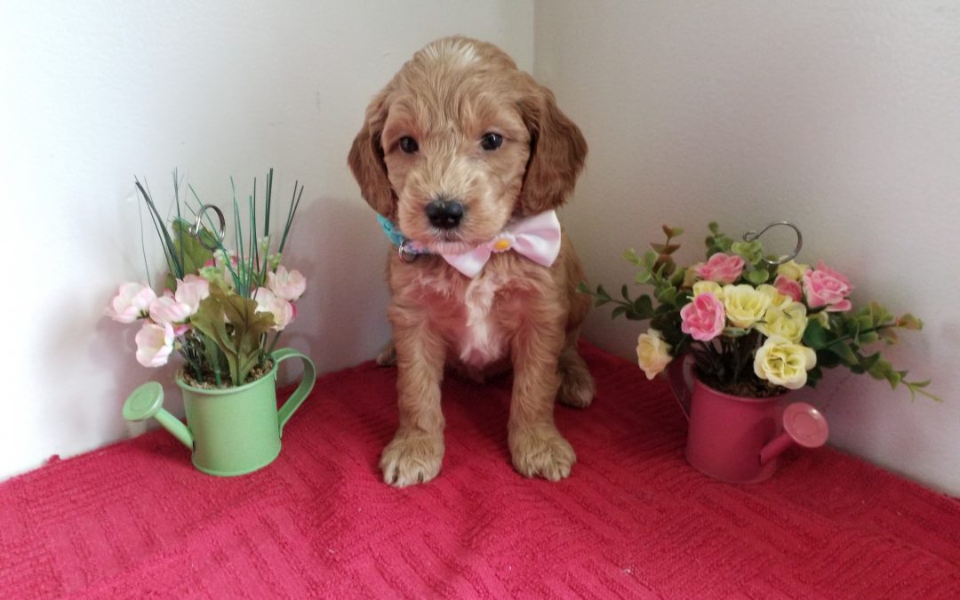Lacey, miniature F1 goldendoodle female, dewormed, vaccinated, microchipped, vet checked, hypoallergenic, non shedding, 1 year health guarantee, $ 1300