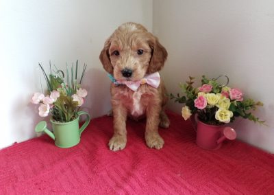Lacey, miniature F1 goldendoodle female, dewormed, vaccinated, microchipped, vet checked, hypoallergenic, non shedding, 1 year health guarantee, $ 1300