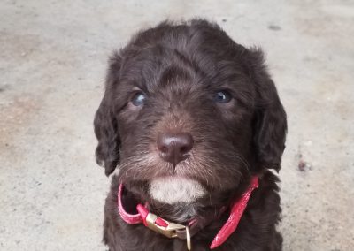 Micah, miniature F1B, labradoodle male puppy, dewormed, vaccinated, microchipped, vet checked, hypoallergenic, non shedding, 1 year health guarantee, ready….. 4/24/20….. $ SOLD