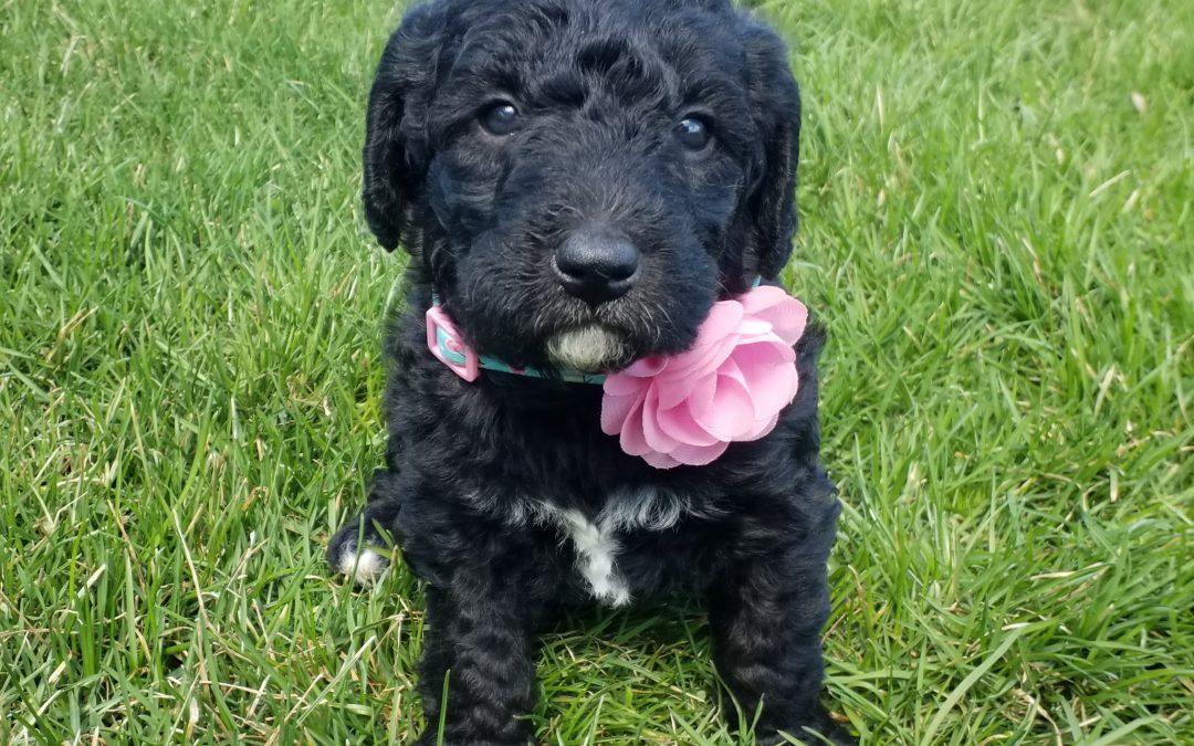 Velvet, miniature F1B labradoodle female puppy, dewormed, vaccinated, microchipped, vet checked, hypoallergenic, non shedding, 1 year health guarantee, 1 year health guarantee, ready…. 4/24/20…. $ SOLD