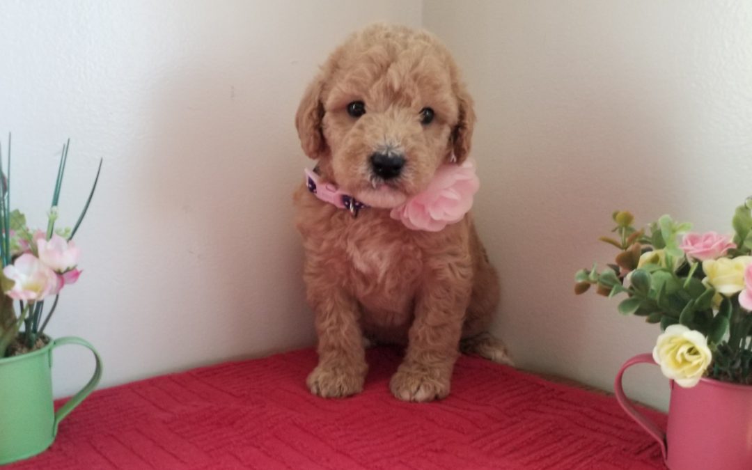 Tiara, miniature F1B labradoodle female puppy, dewormed, vaccinated, microchipped, vet checked, hypoallergenic, non shedding, 1 year health guarantee, ready….. 4/24/20….. $ SOLD