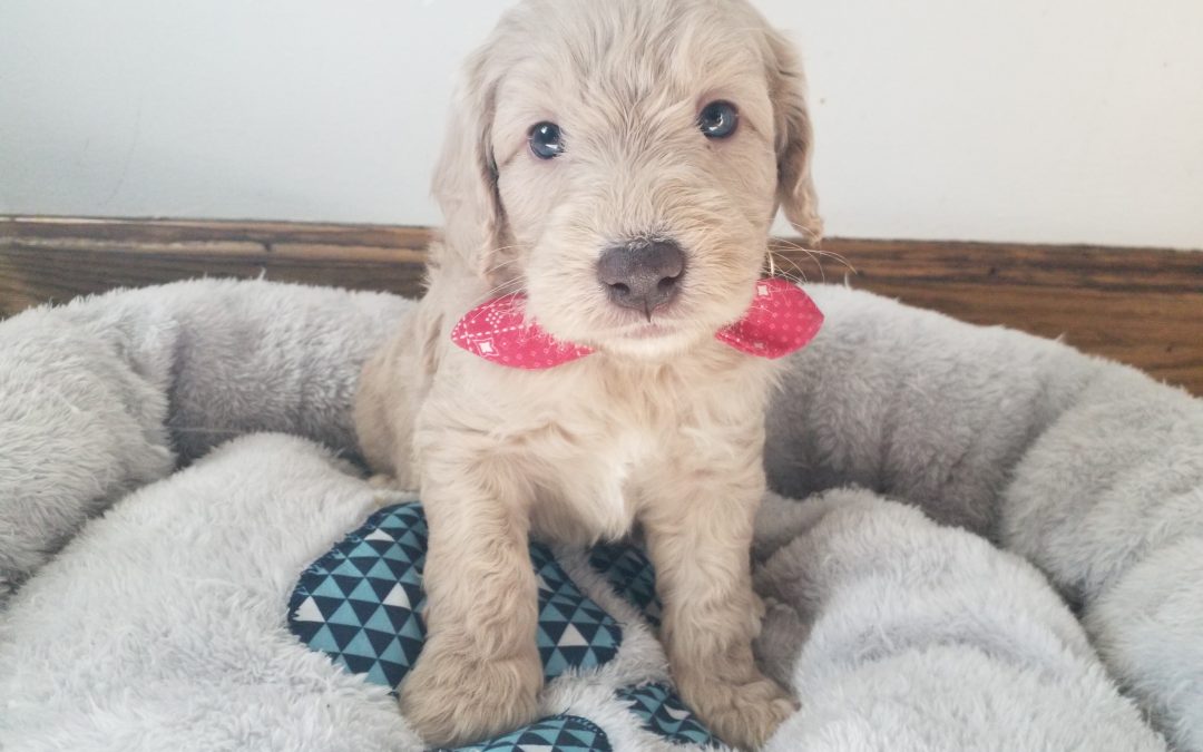 Beau, miniature F1B labradoodle male puppy, dewormed, vaccinated, microchipped, vet checked, hypoallergenic, non shedding, 1 year health guarantee, ready…..4/24/20….. $ SOLD