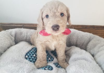 Beau, miniature F1B labradoodle male puppy, dewormed, vaccinated, microchipped, vet checked, hypoallergenic, non shedding, 1 year health guarantee, ready…..4/24/20….. $ SOLD