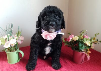 Jada, miniature F1B labradoodle female black and white puppy, dewormed, vaccinated, microchipped, vet checked, hypoallergenic, non shedding, 1 year health guarantee….. ready 4/24/20….. $ SOLD