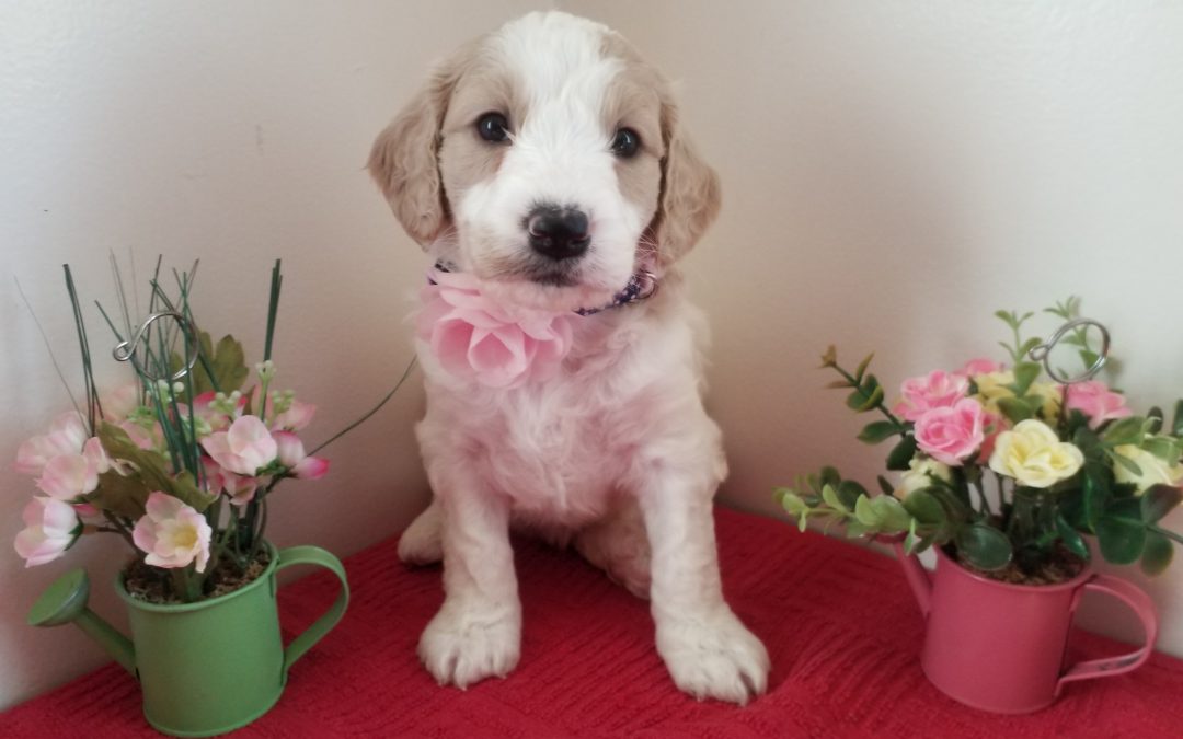 Fawn, miniature F1B goldendoodle female puppy, dewormed, vaccinated, microchipped, vet checked, hypoallergenic, non shedding, 1 year health guarantee, ready….. 5/1/20….. $ SOLD