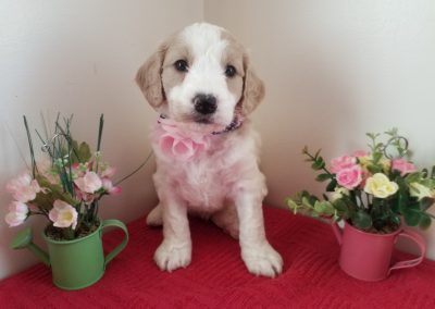 Fawn, miniature F1B goldendoodle female puppy, dewormed, vaccinated, microchipped, vet checked, hypoallergenic, non shedding, 1 year health guarantee, ready….. 5/1/20….. $ SOLD