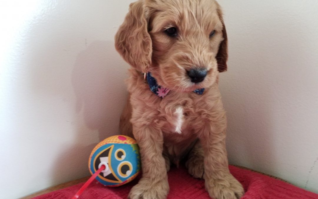 Tiger, miniature F1B goldendoodle male puppy, dewormed, vaccinated, microchipped, vet checked, hypoallergenic, non shedding, 1 year health guarantee, ready…. 5/1/20 ….. $ SOLD