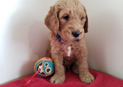 Tiger, miniature F1B goldendoodle male puppy, dewormed, vaccinated, microchipped, vet checked, hypoallergenic, non shedding, 1 year health guarantee, ready…. 5/1/20 ….. $ SOLD