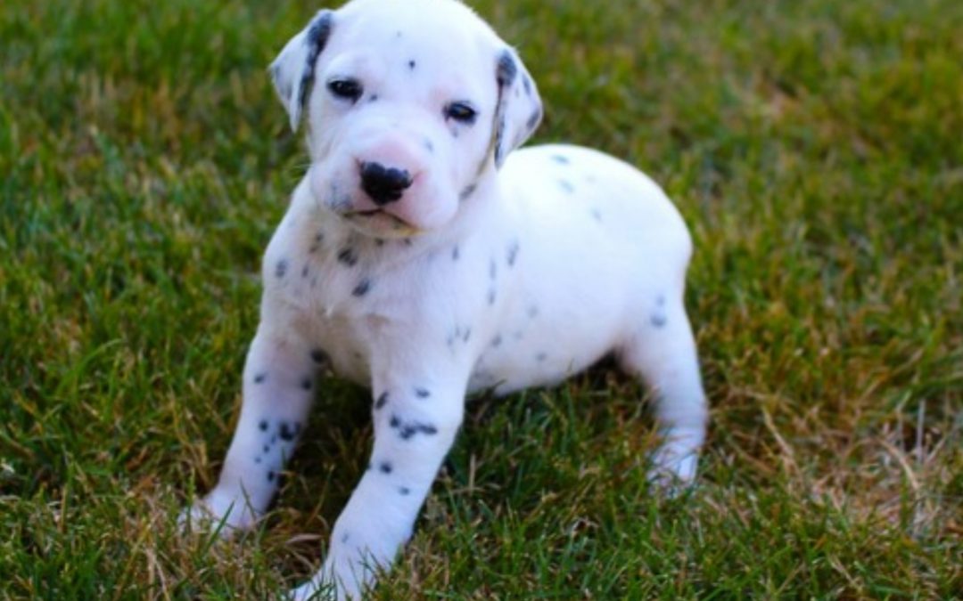 Gabby, AKC registered Dalmatian female, black and white, vet checked, BAER hearing tested, utd on deworming and vaccinations,.. SOLD
