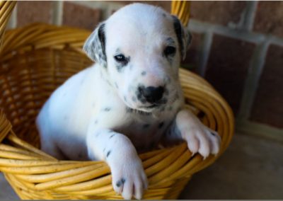 Candace, AKC registered Dalmatian female puppy, dewormed,vaccinated, microchipped, vet checked, BAER hearing tested,  $1,300