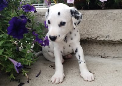 Rocco,  AKC registered Dalmatian male puppy, dewormed, vaccinated, microchipped, vet checked, BAER hearing tested, $ SOLD