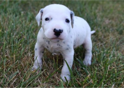 Champ, AKC registered Dalmatian male puppy, dewormed, vaccinated, microchipped, vet checked, BAER hearing tested, 1 year health guarantee, $SOLD
