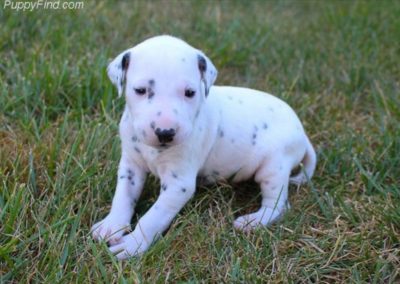 Kobe, AKC registered Dalmatian male, dewormed, vaccinated, microchipped, vet checked, BAER hearing test. $ SOLD