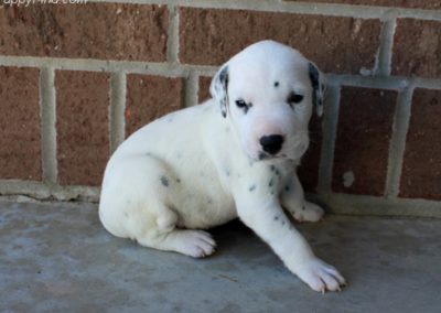 Winston, AKC registered, black and white, Dalmatian male puppy, dewormed, vaccinated, microchipped, vet checked, BAER hearing tested, $SOLD
