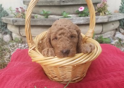 Faith, mini/medium, F1B labradoodle female puppy, dewormed, vaccinated, microchipped, vet checked, hypoallergenic, non shedding, 1 year health guarantee, $SOLD